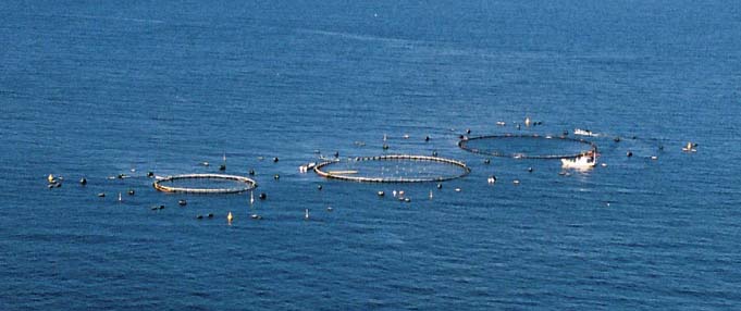 水産養殖研究会 クロマグロ養殖効率化技術の開発 社団法人マリノフォーラム２１